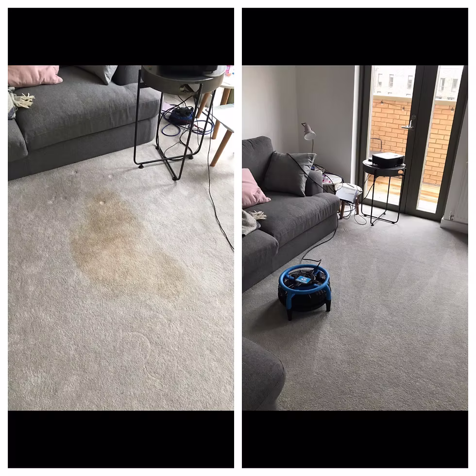 Everyday carpet — professionally cleaned